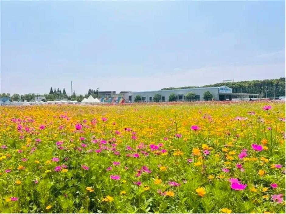 23000平米免费花海、上海国际电影节、花开海上免票游......本周文旅生活指南来了