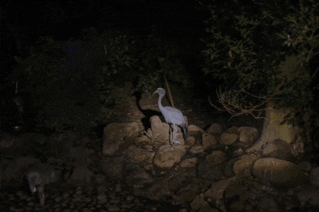 Experience the wild at dusk with 'Sunset Zoo Walk'