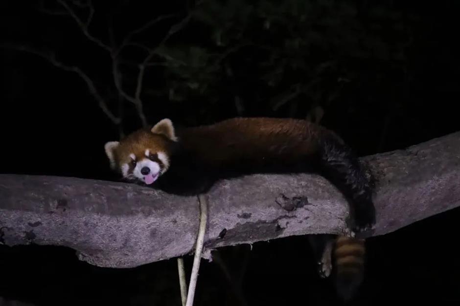 Experience the wild at dusk with 'Sunset Zoo Walk'