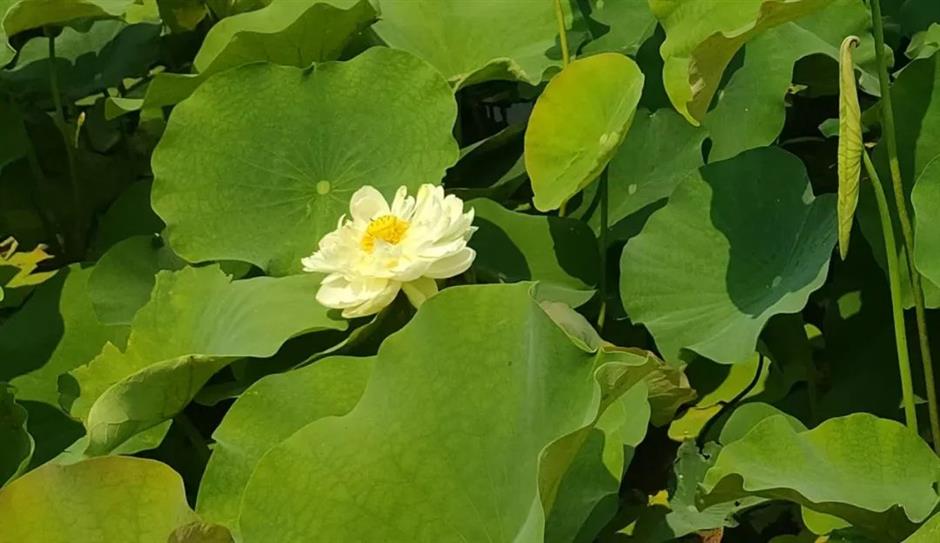 上海今夏第一朵荷花开了!