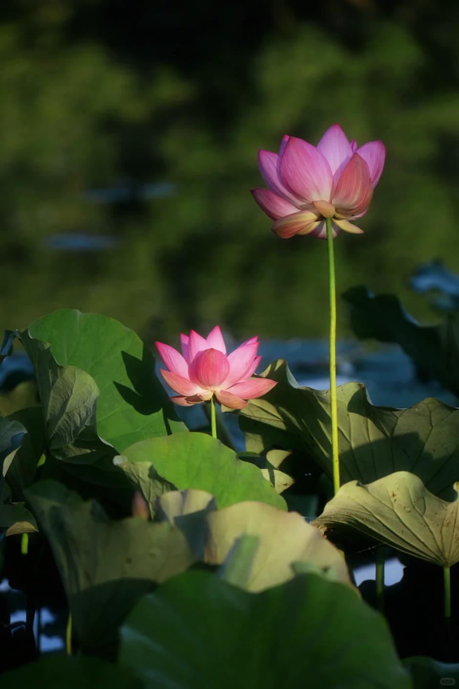 上海今夏第一朵荷花开了!