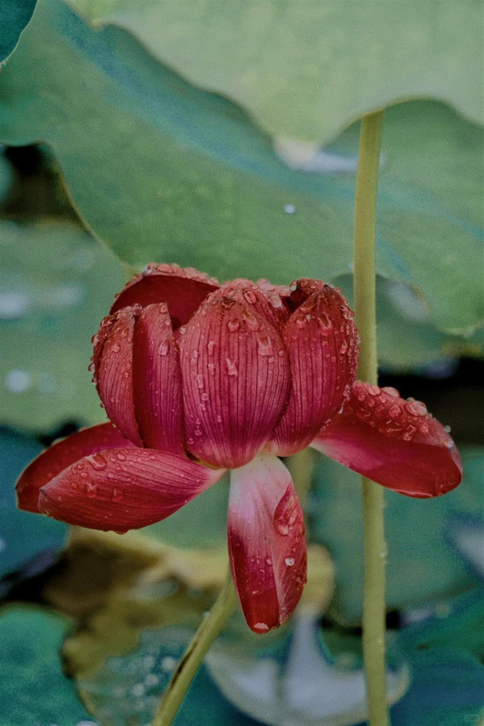 上海今夏第一朵荷花开了!