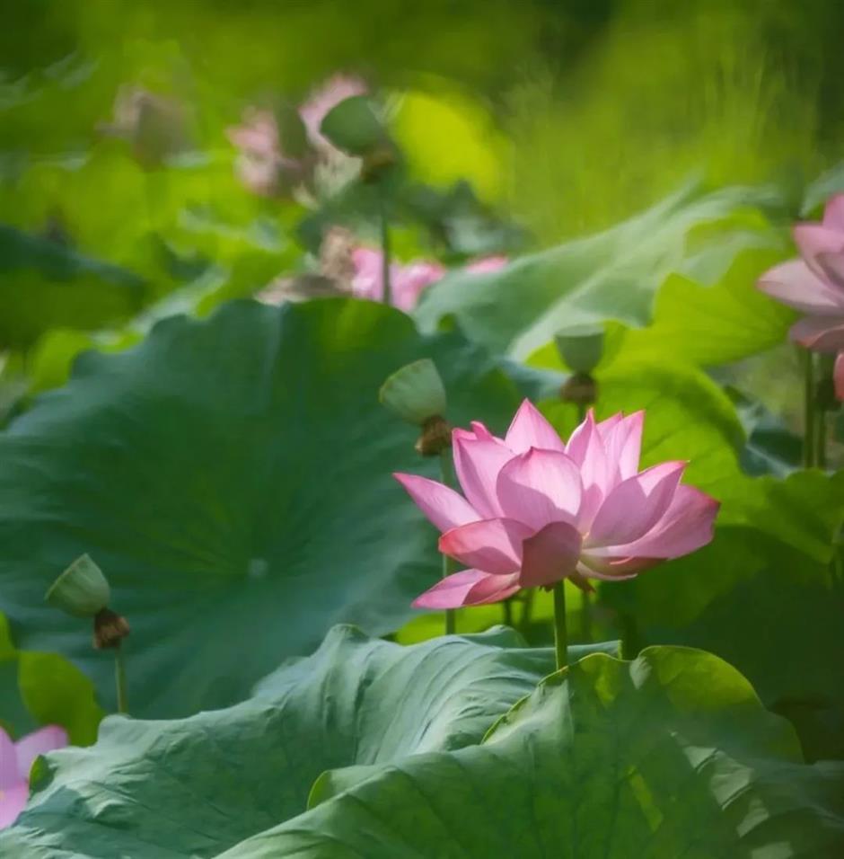 上海今夏第一朵荷花开了!