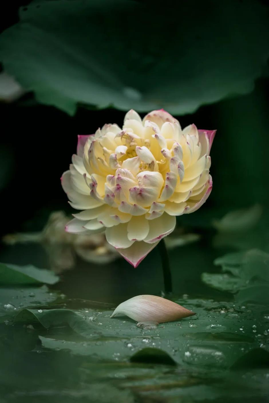 上海今夏第一朵荷花开了!