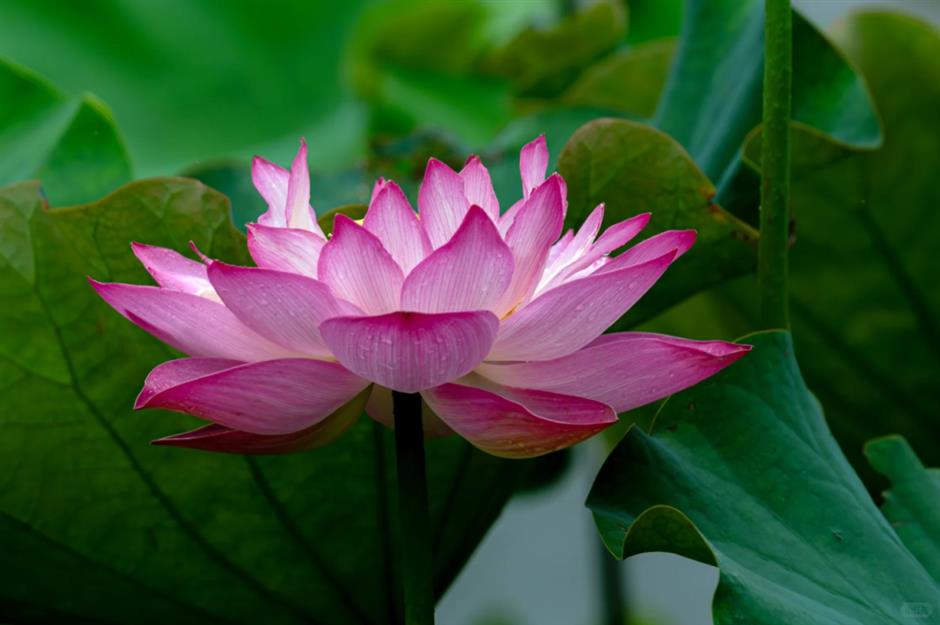 上海今夏第一朵荷花开了!