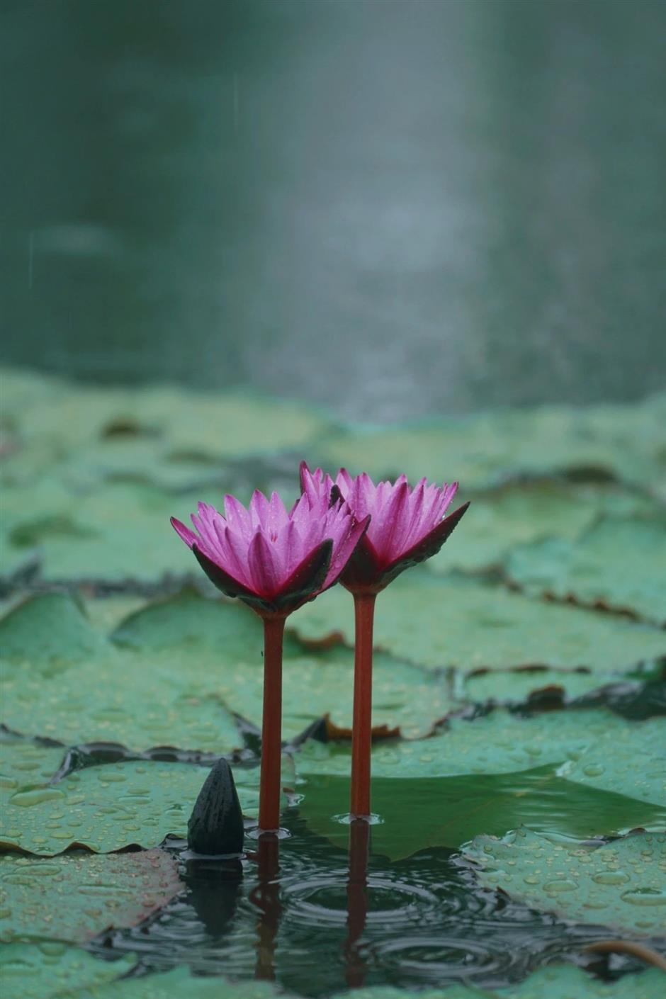好絕!魔都雨中睡蓮驚艷登場→