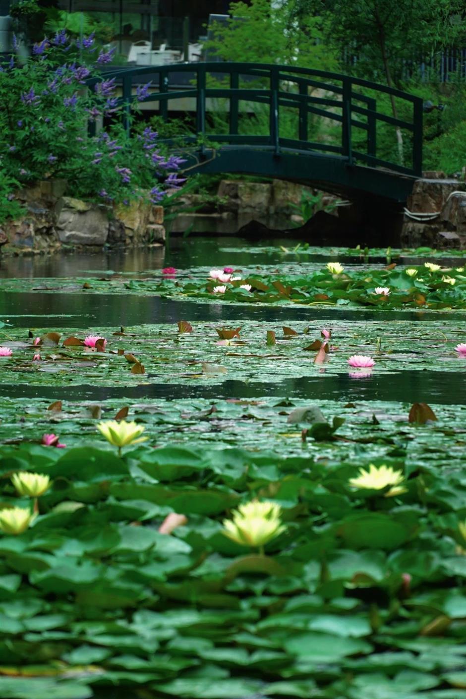好絕!魔都雨中睡蓮驚艷登場→
