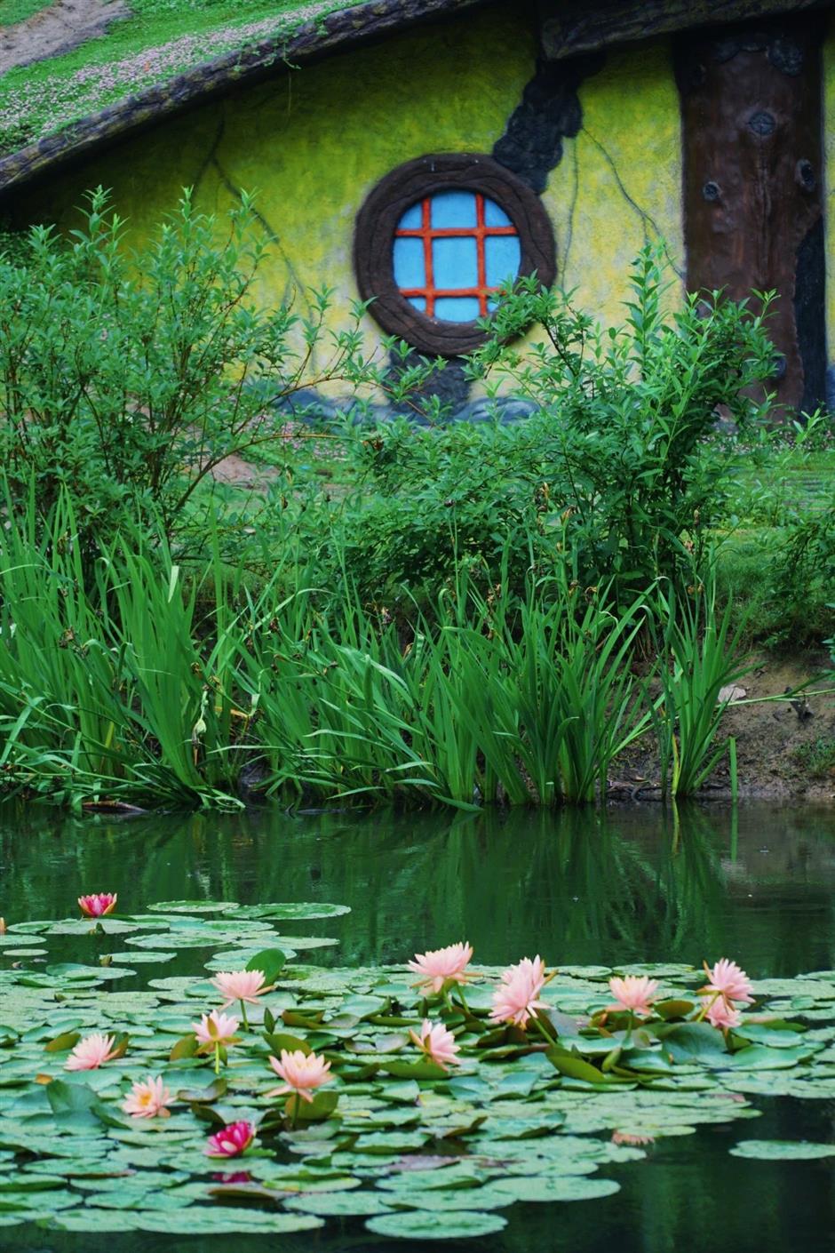 好絕!魔都雨中睡蓮驚艷登場→