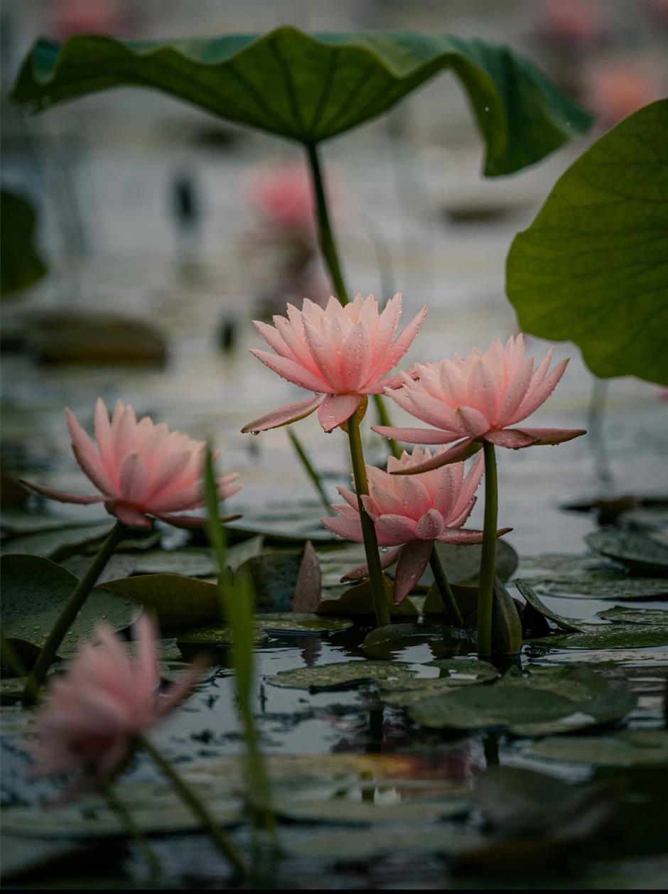 好絕!魔都雨中睡蓮驚艷登場→