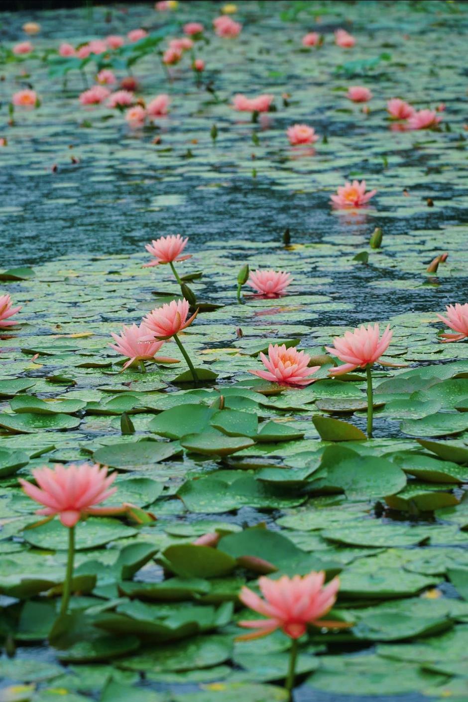 好絕!魔都雨中睡蓮驚艷登場→