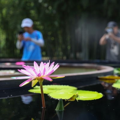 Shanghai gets ready for a cool visual feast of lotus and water lily