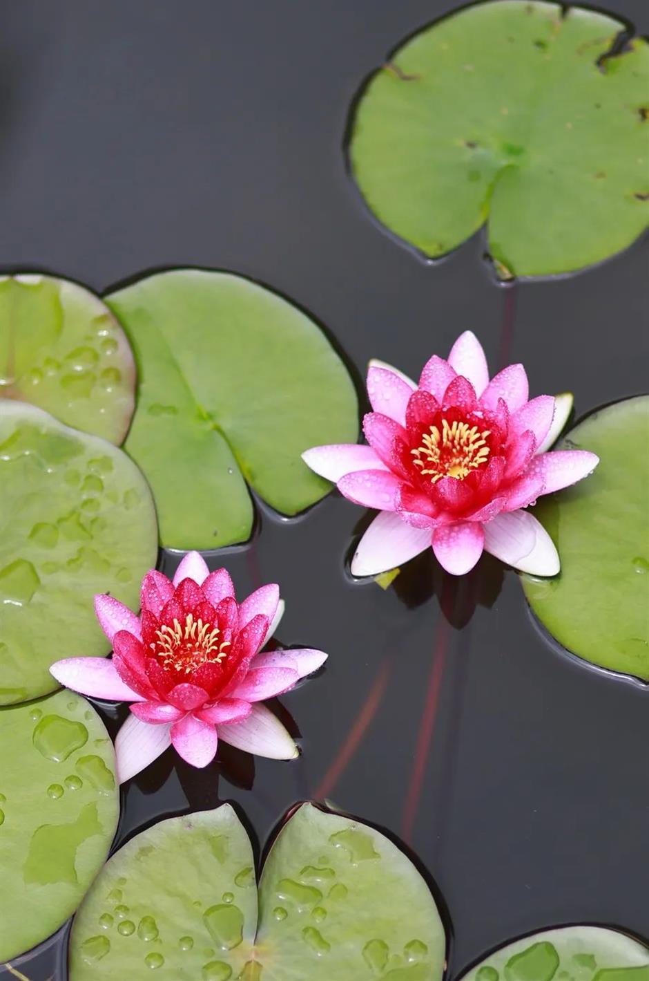 這座免費寶藏公園,把莫內花園搬進現實