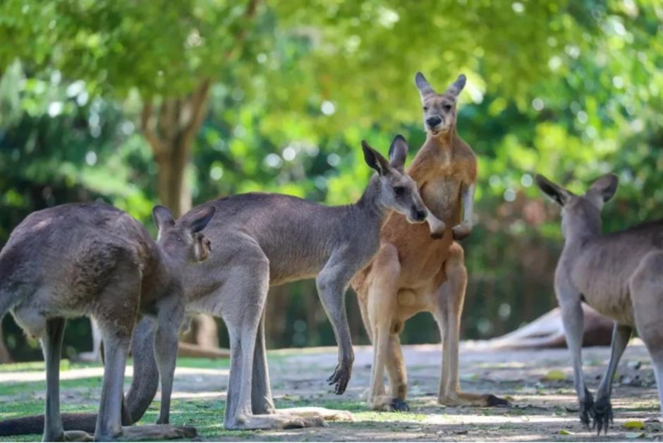 又双叒叕上新!上海各大景区集体焕新→