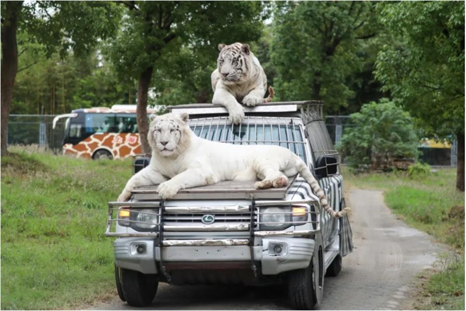 又双叒叕上新!上海各大景区集体焕新→