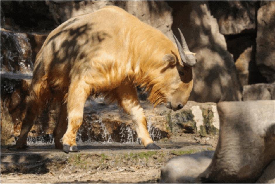 又双叒叕上新!上海各大景区集体焕新→