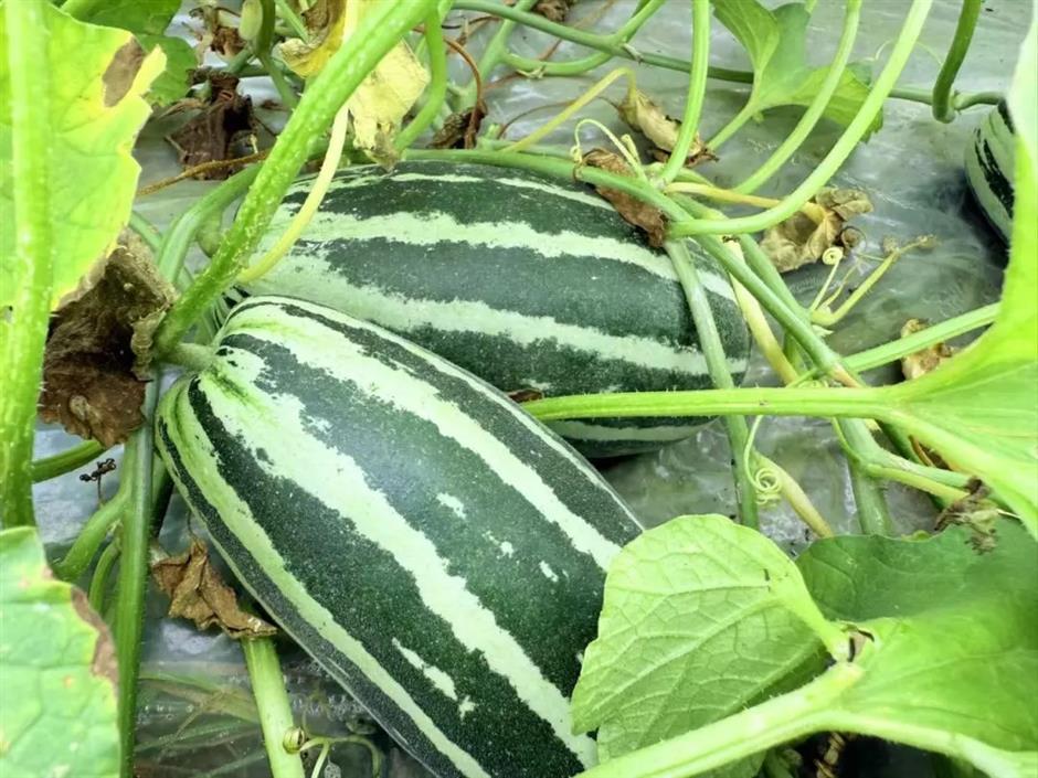 Fruity delights ready for picking in Jiading