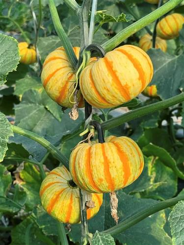 Fruity delights ready for picking in Jiading