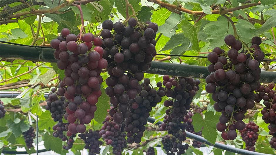 Fruity delights ready for picking in Jiading