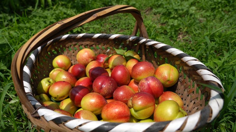 Fruity delights ready for picking in Jiading