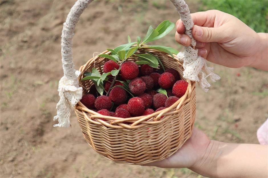Fruity delights ready for picking in Jiading