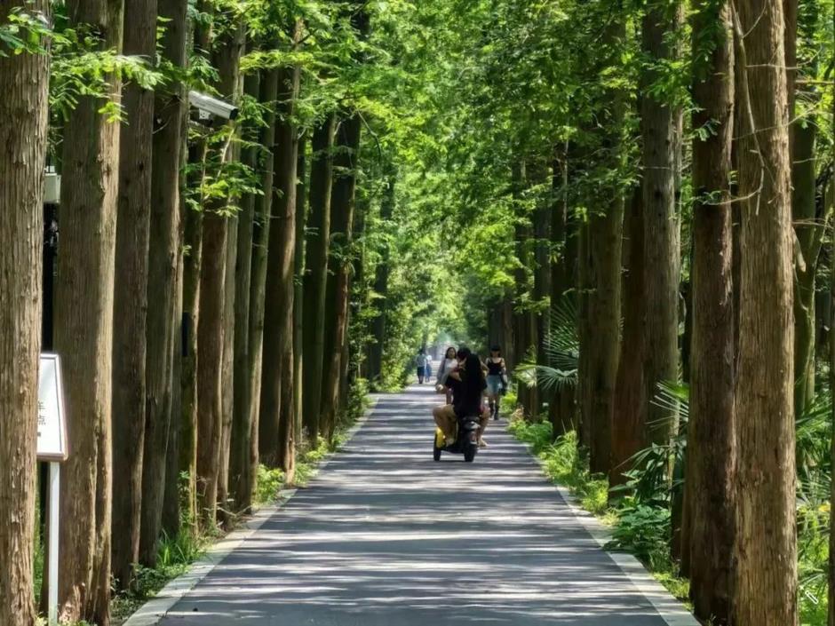 限定福利来袭!来东平国家森林公园畅玩一夏