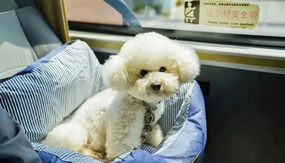 Shanghai gets a custom-designed pet-friendly bus line