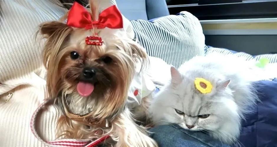 Shanghai gets a custom-designed pet-friendly bus line