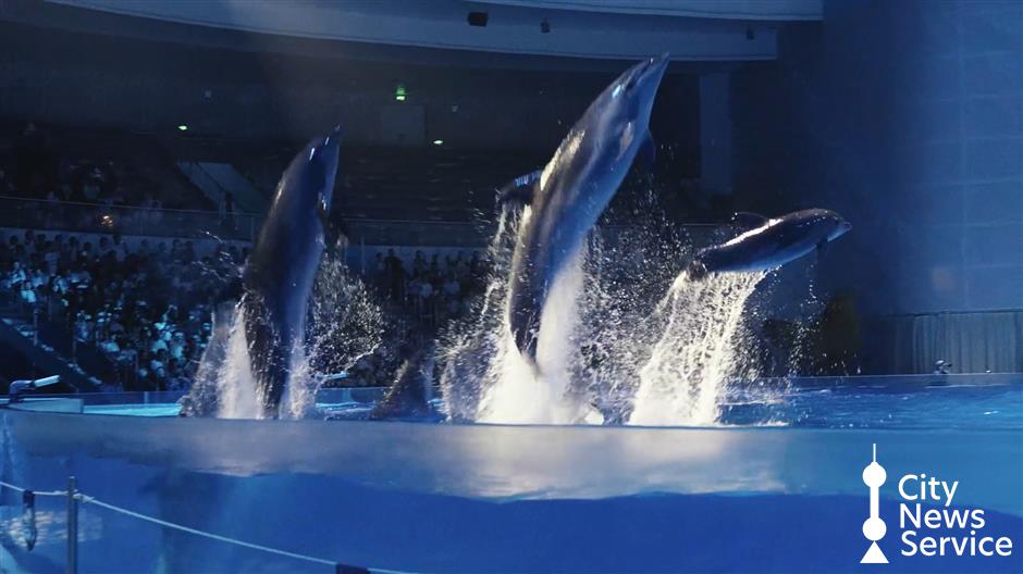 Haichang Ocean Park offers cool respite from scorching summer