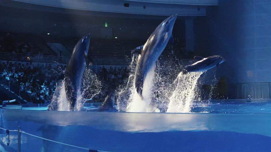 Haichang Ocean Park offers cool respite from scorching summer