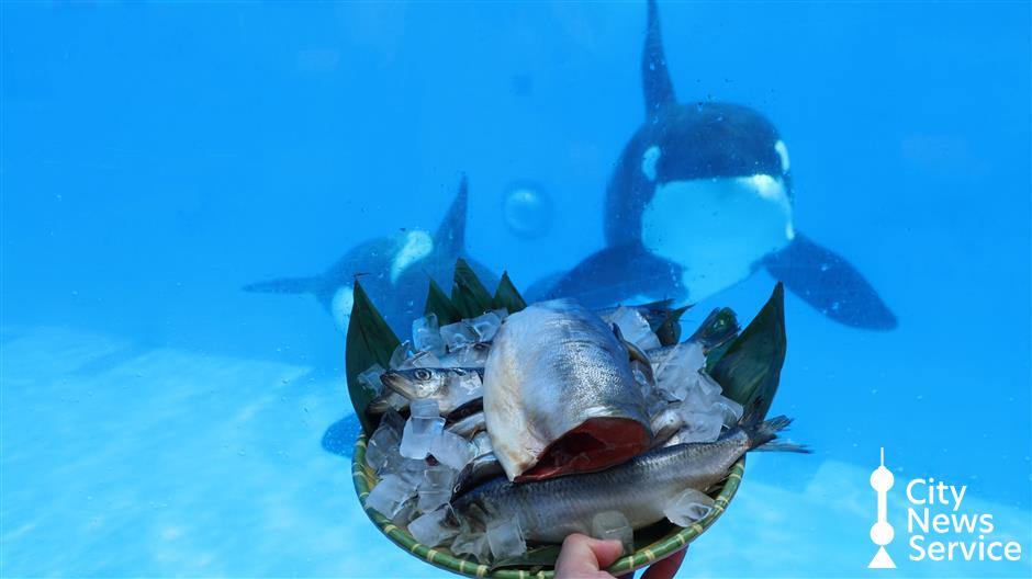 Haichang Ocean Park offers cool respite from scorching summer