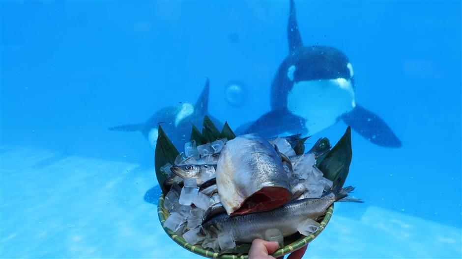 Haichang Ocean Park offers cool respite from scorching summer