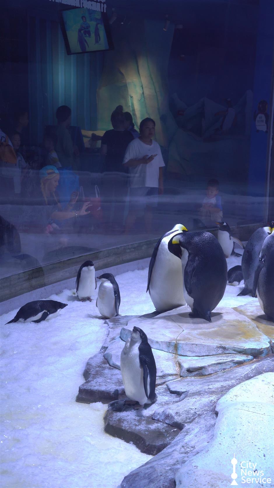 Haichang Ocean Park offers cool respite from scorching summer