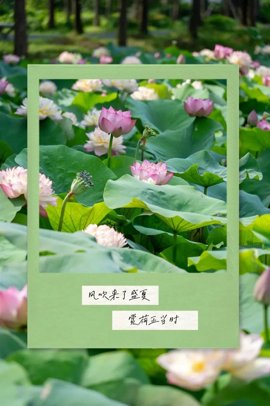 出片率100%!七月顶流又霸屏了