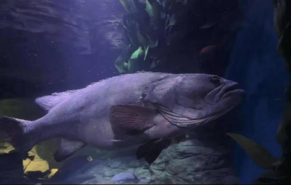 Beloved giant grouper at Shanghai Ocean Aquarium dies after nearly 30 years