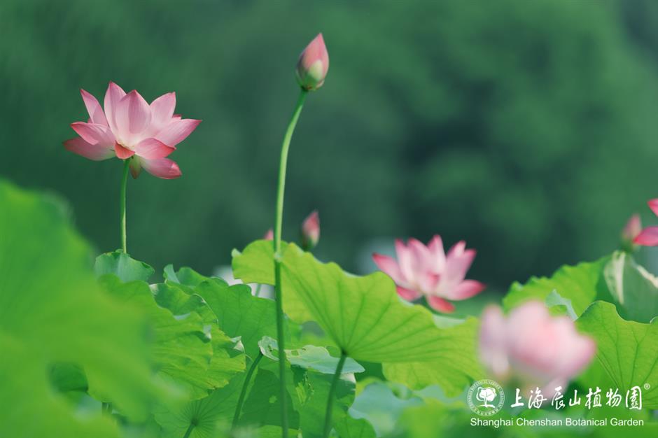 出片率100%!七月顶流又霸屏了