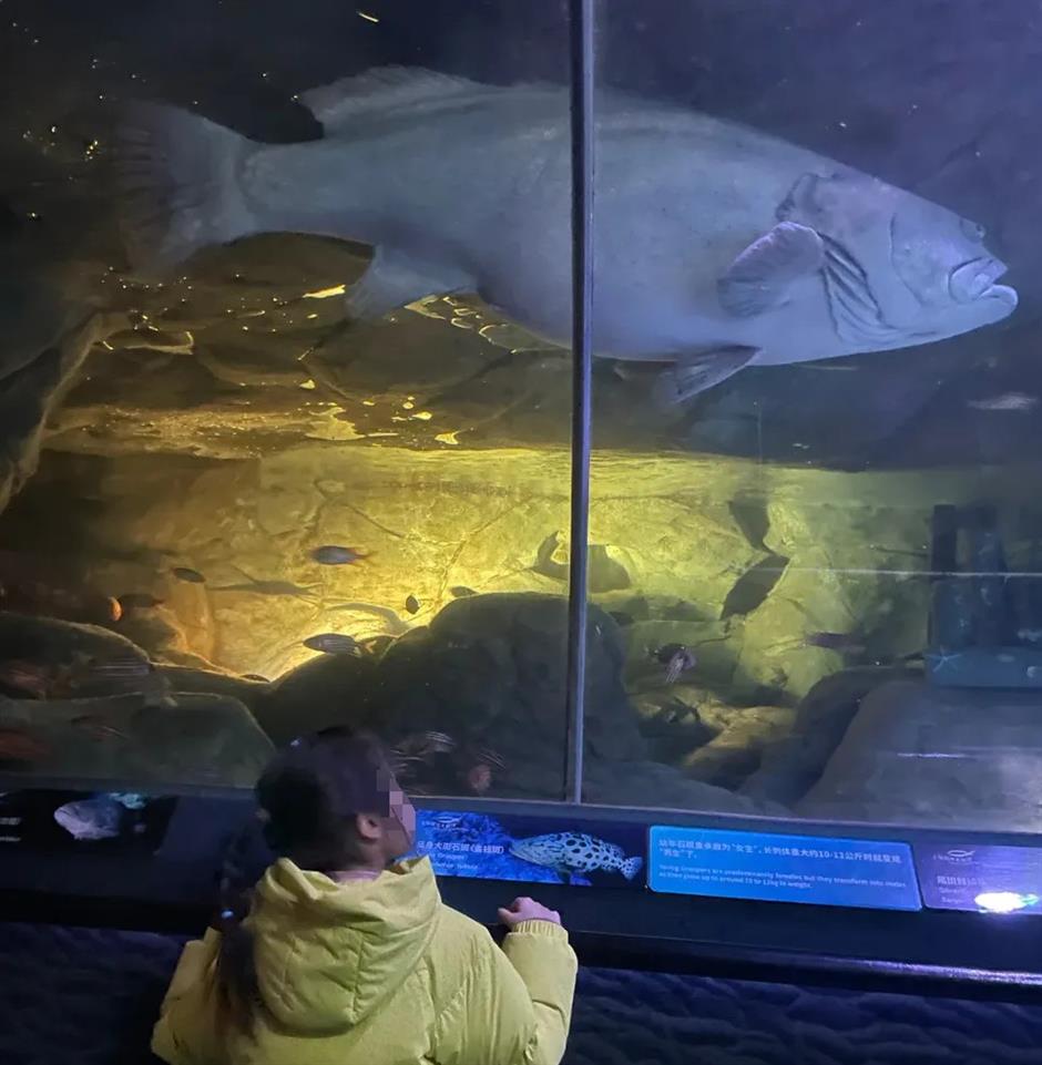 Beloved giant grouper at Shanghai Ocean Aquarium dies after nearly 30 years