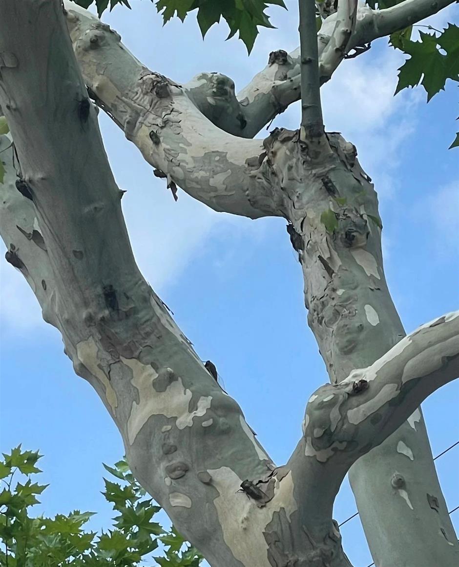 Woken by the buzzing cicadas? You're not alone in Shanghai