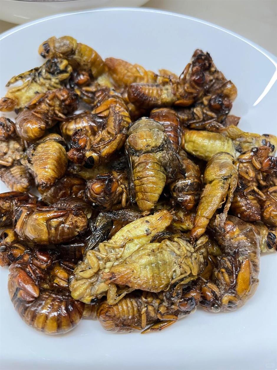 Woken by the buzzing cicadas? You're not alone in Shanghai