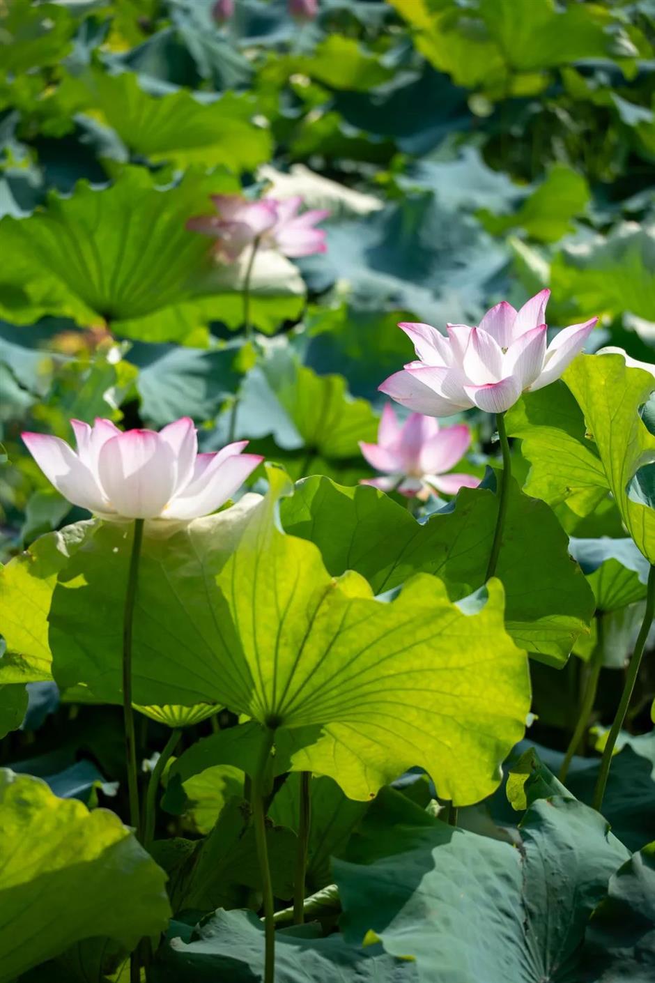 出片率100%!七月顶流又霸屏了