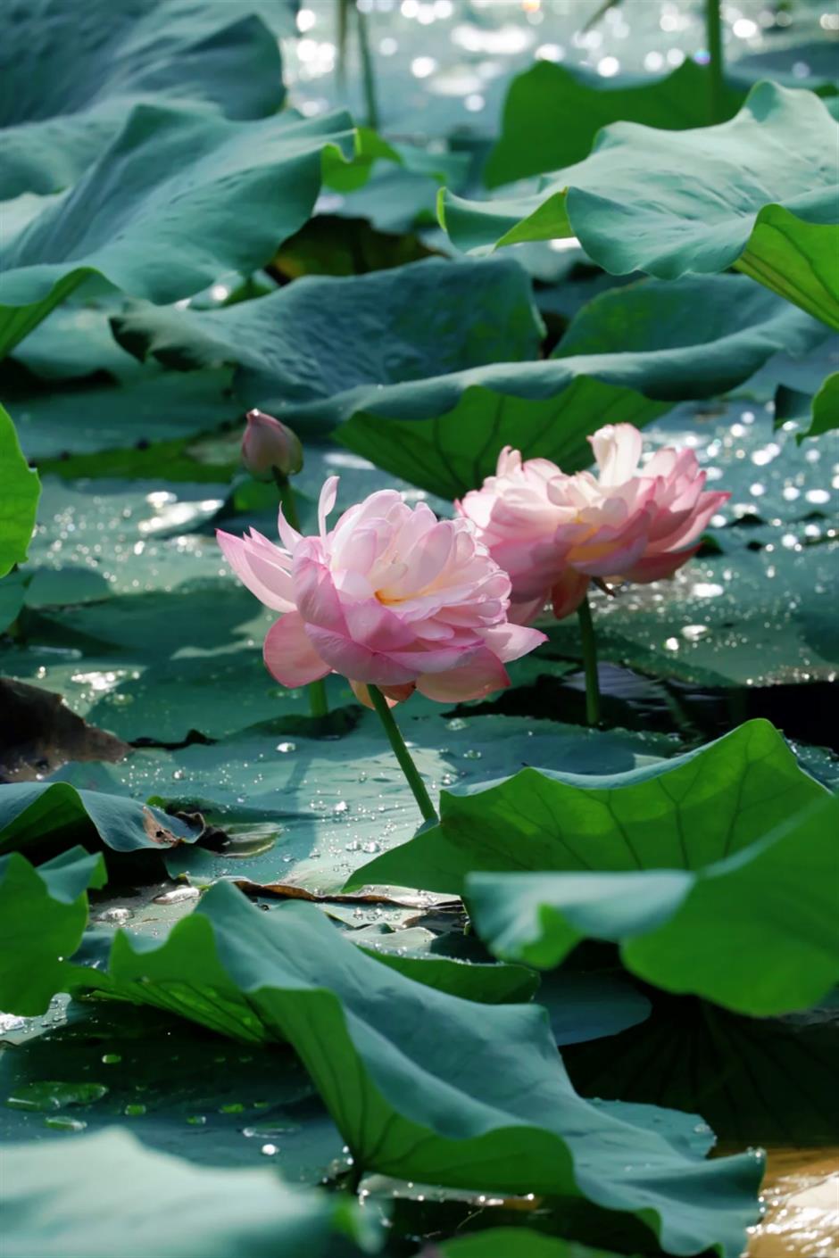 出片率100%!七月顶流又霸屏了