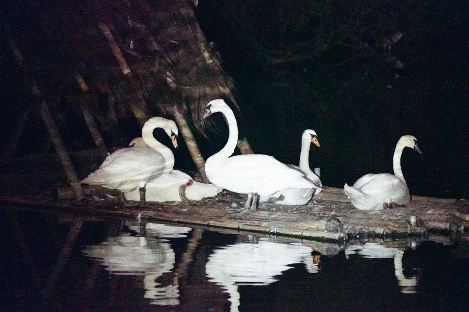 [Hai Lights] Unforgettable summer night tours in Shanghai parks
