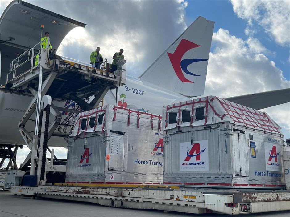 First class all the way as elite horses fly in from Europe