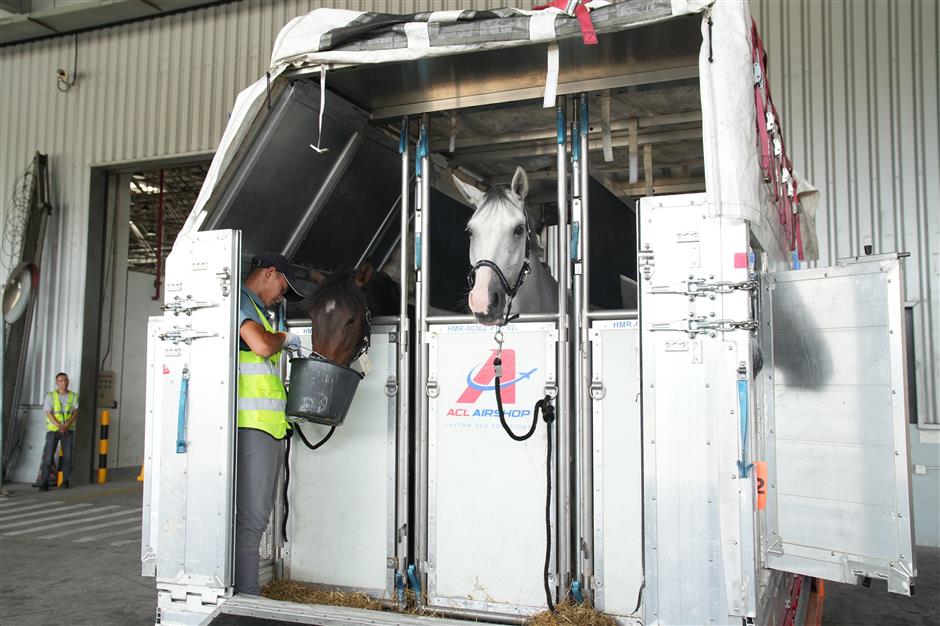 First class all the way as elite horses fly in from Europe