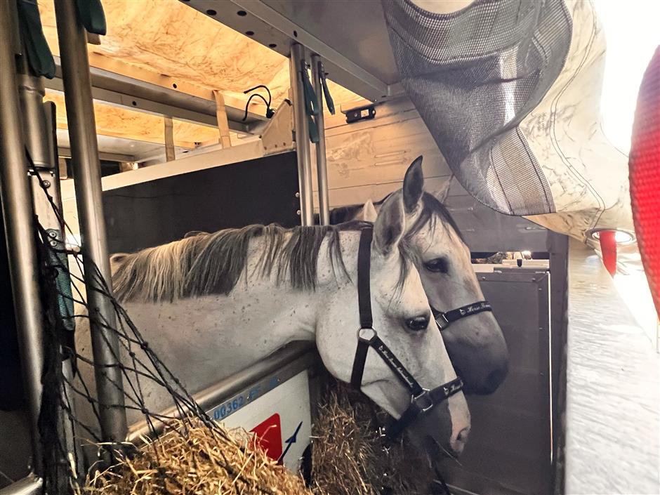 First class all the way as elite horses fly in from Europe