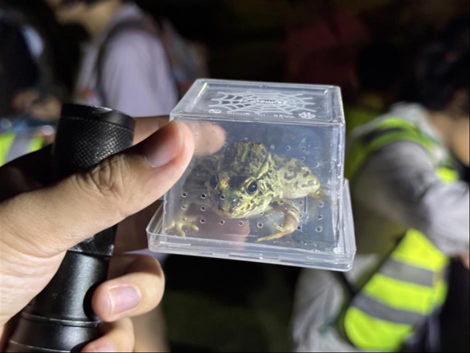 [Hai Lights] Unforgettable summer night tours in Shanghai parks