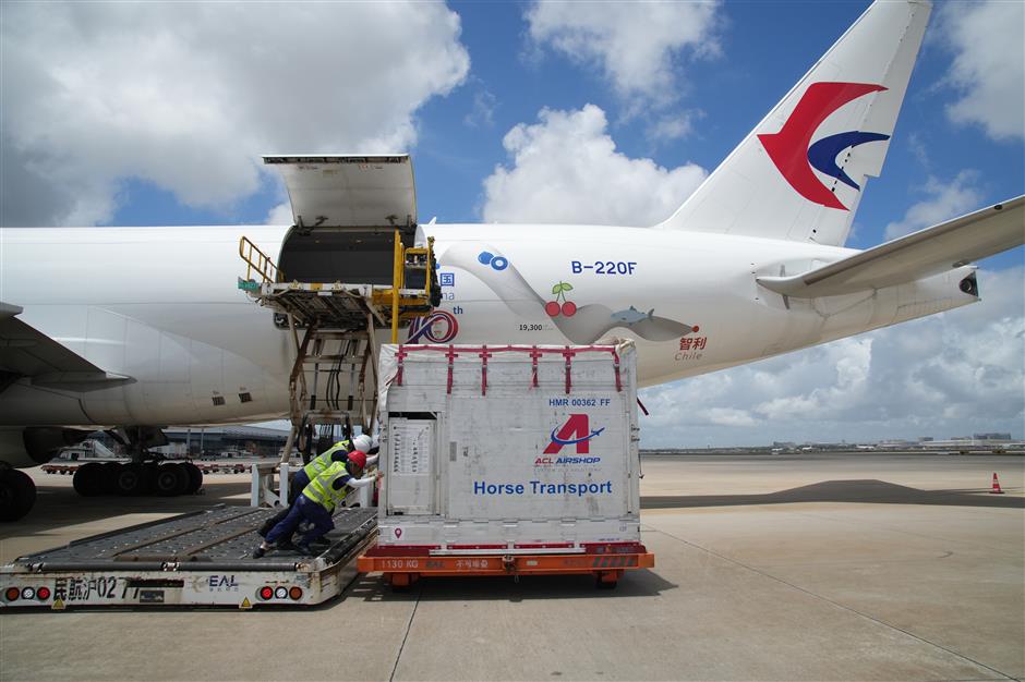 First class all the way as elite horses fly in from Europe