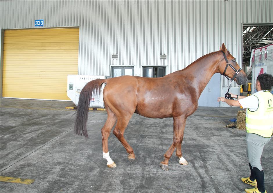 First class all the way as elite horses fly in from Europe