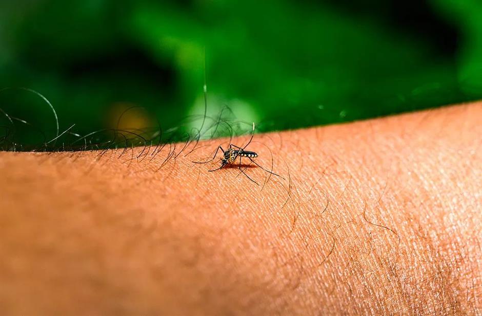 Shanghai on alert as Chikungunya spreads in S. China – No local cases yet