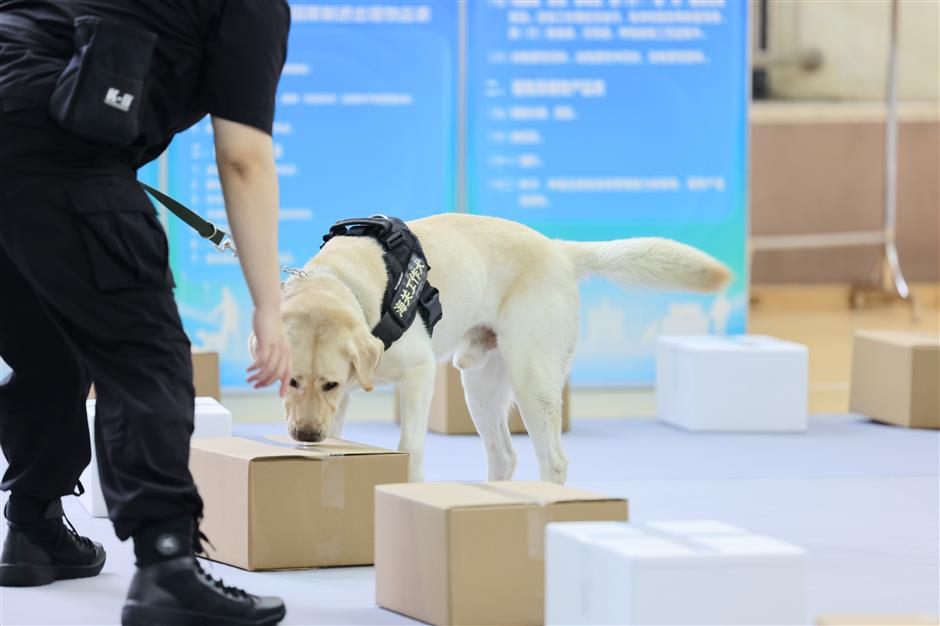 Customs dogs: keeping China's borders safe – one sniff at a time
