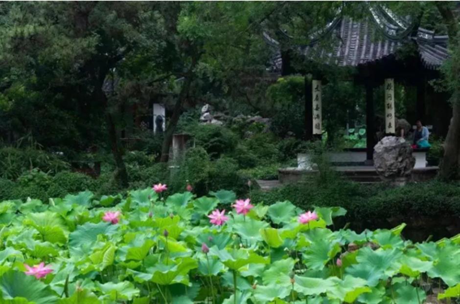 当季限定!上海夏日古镇还能这样玩→